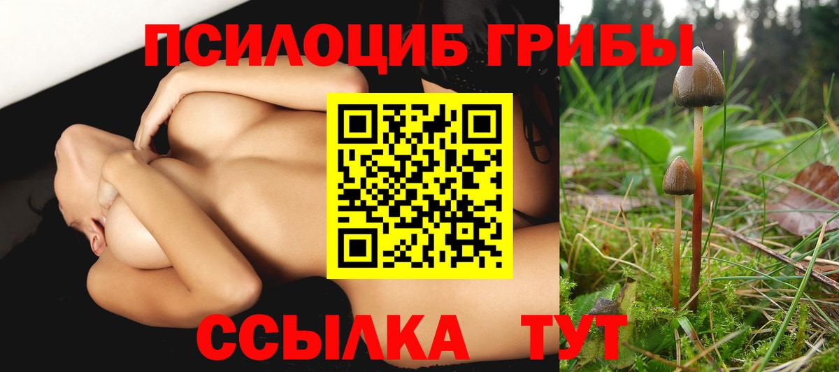 Псилоцибиновые грибы Psilocybe Кировск